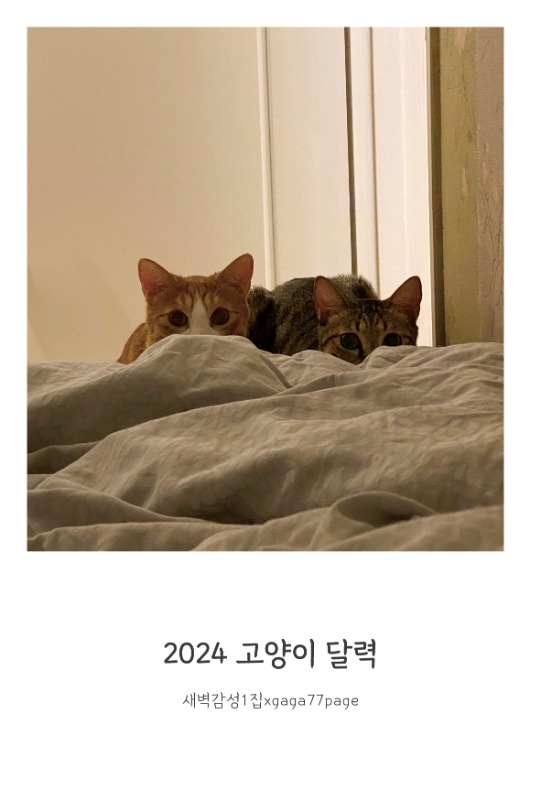 [새벽감성1집 굿즈] 2024 고양이 달력 / 수익의 50% 길고양이 후원